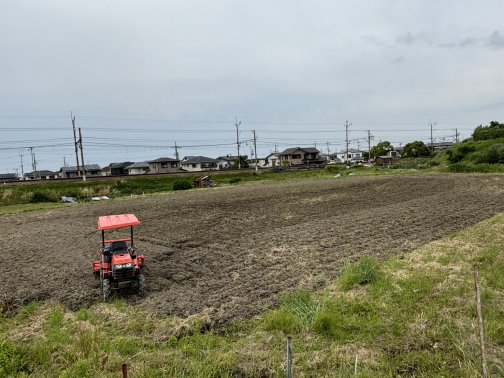 畑作り〜収穫まで②🌾