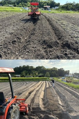 畑作り〜収穫まで④🌾