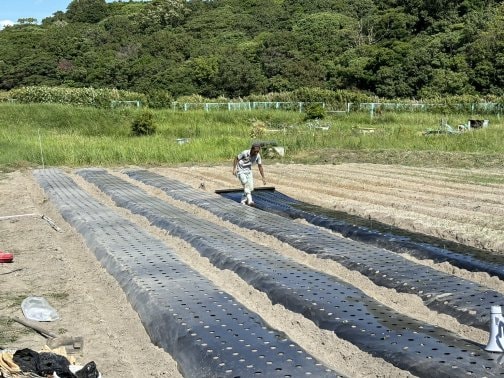 畑作り〜収穫まで⑤🌾