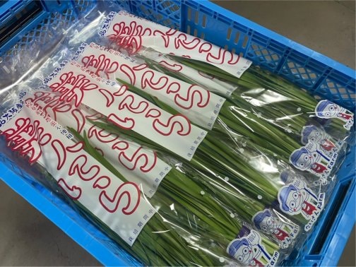 美人にら✨『産直市場よってって』出荷情報🚚＝3