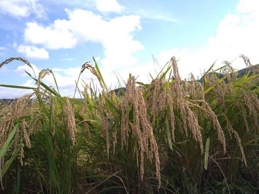 新米出来ました。