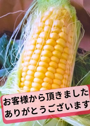 肩腕の痛みを抱える女性から感動の贈り物：激甘トウモロコシを頂きました！