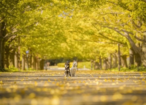 紅葉散歩を楽しむ女性必見！肩こり・冷え・自律神経の乱れ対策