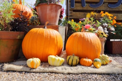 ハロウィンを楽しめないのは“疲れ体質”かも？ 自律神経を整えて笑顔を取り戻そう🎃