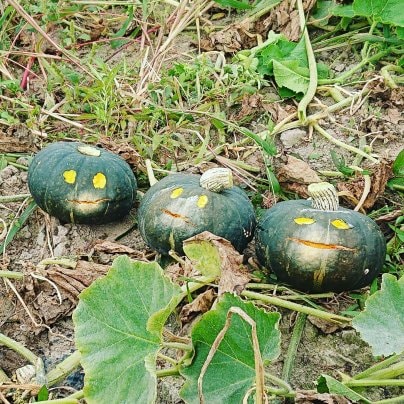 じゃがいも　カボチャ　販売開始