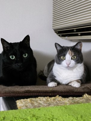 またまた寒くなって・・・