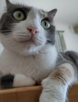 猫ブログ書きました！