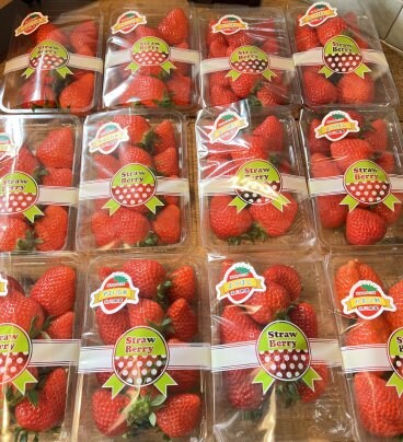 いちご入荷してます。