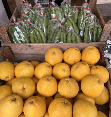 初夏のおすすめ