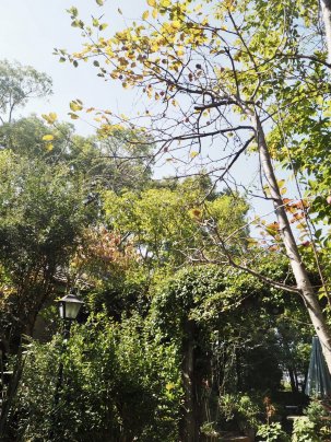 秋の色になってきました🍁