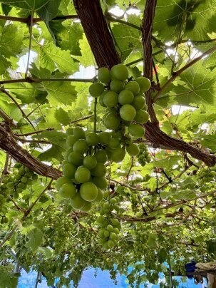 シャインマスカットの実が大きくなってきました🎵