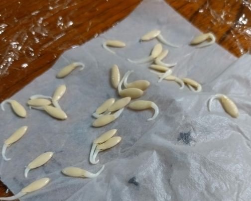 きゅうりの発芽