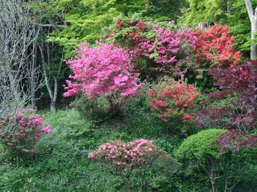 ワイルドに咲く