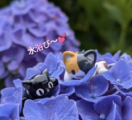 ミャーゴの水あそび😆