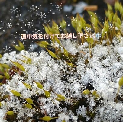 道中の凍結にお気をつけてお越しください❄️