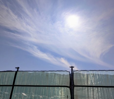 春めいてきました🌸