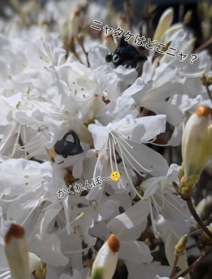 今年はツツジも綺麗に咲きました🌺✨