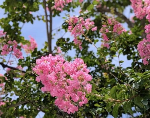 暑さ続く信州諏訪です☀️