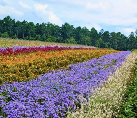 八ヶ岳実践大学のお花畑💕🌷