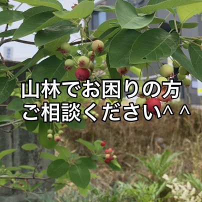 山林でお困りの方ご相談ください！