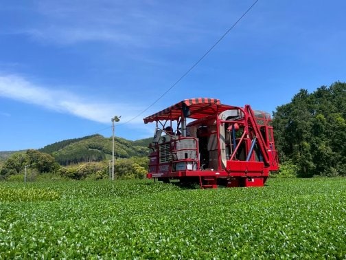 夏のお茶摘み、始まりました