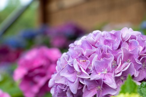 ６月の定休日のお知らせ