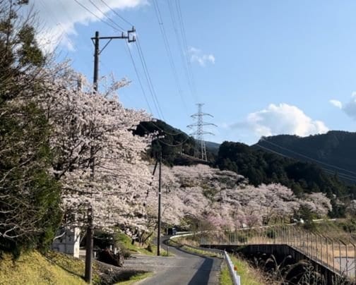 🌸**春の訪れとともに尾鷲市の桜が満開！**🌸