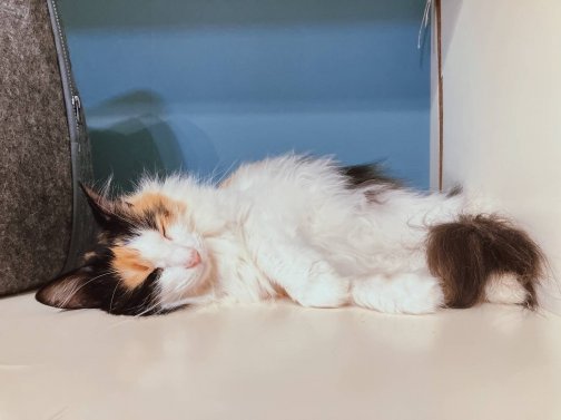 みーみの里親募集終了のお知らせ