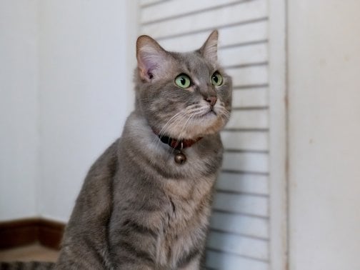 ミルの里親募集停止について