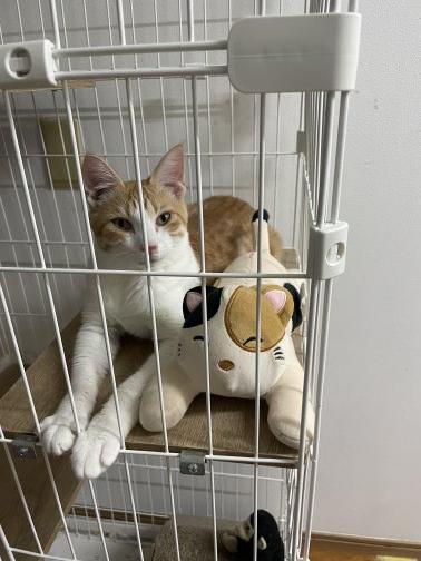 ムギトライアル決定！