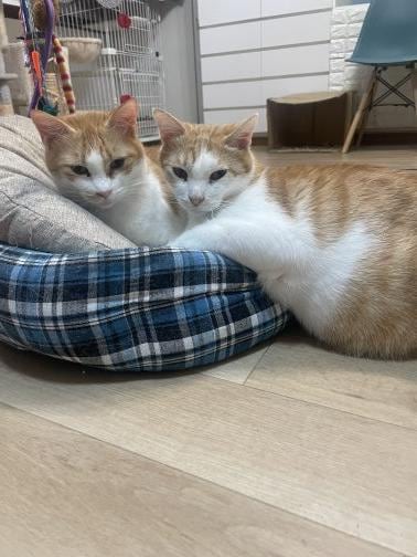 りんとはなのトライアル決定！