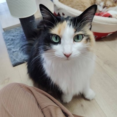 みーみトライアル決定！