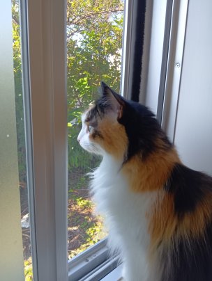 みーみの正式譲渡が決まりました♡