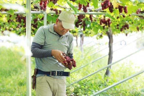 酸化防止剤不使用について