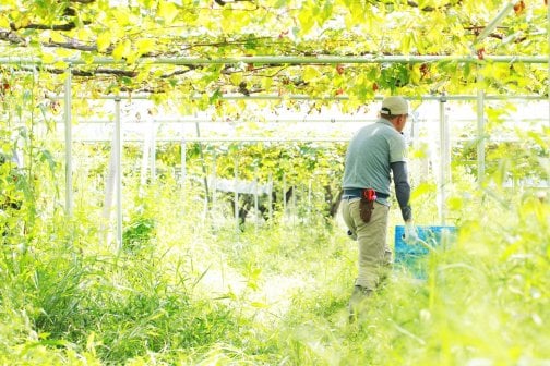 生きものと共生する畑