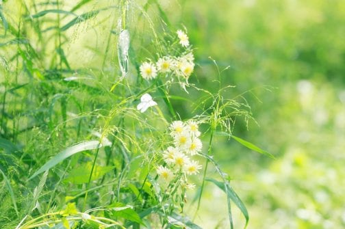 農薬を使わない理由について