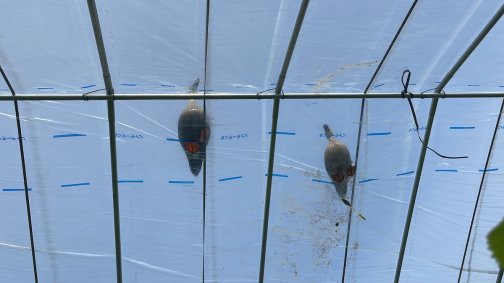 鳥や虫などの邪魔者にしないことについて