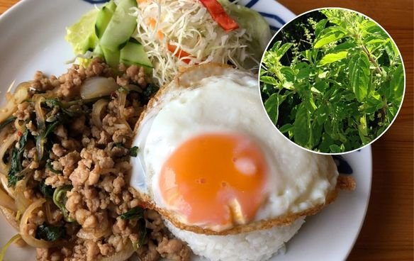 メディカルハーブ「ガッパオ」