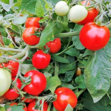 トマトの栽培から手掛ける、他にないオリジナルの自家製トマトソース