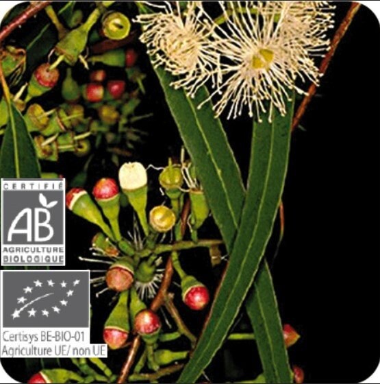 ユーカリ・ラディアタ精油 プラナロム社 オーガニック精油 安心 アロマ