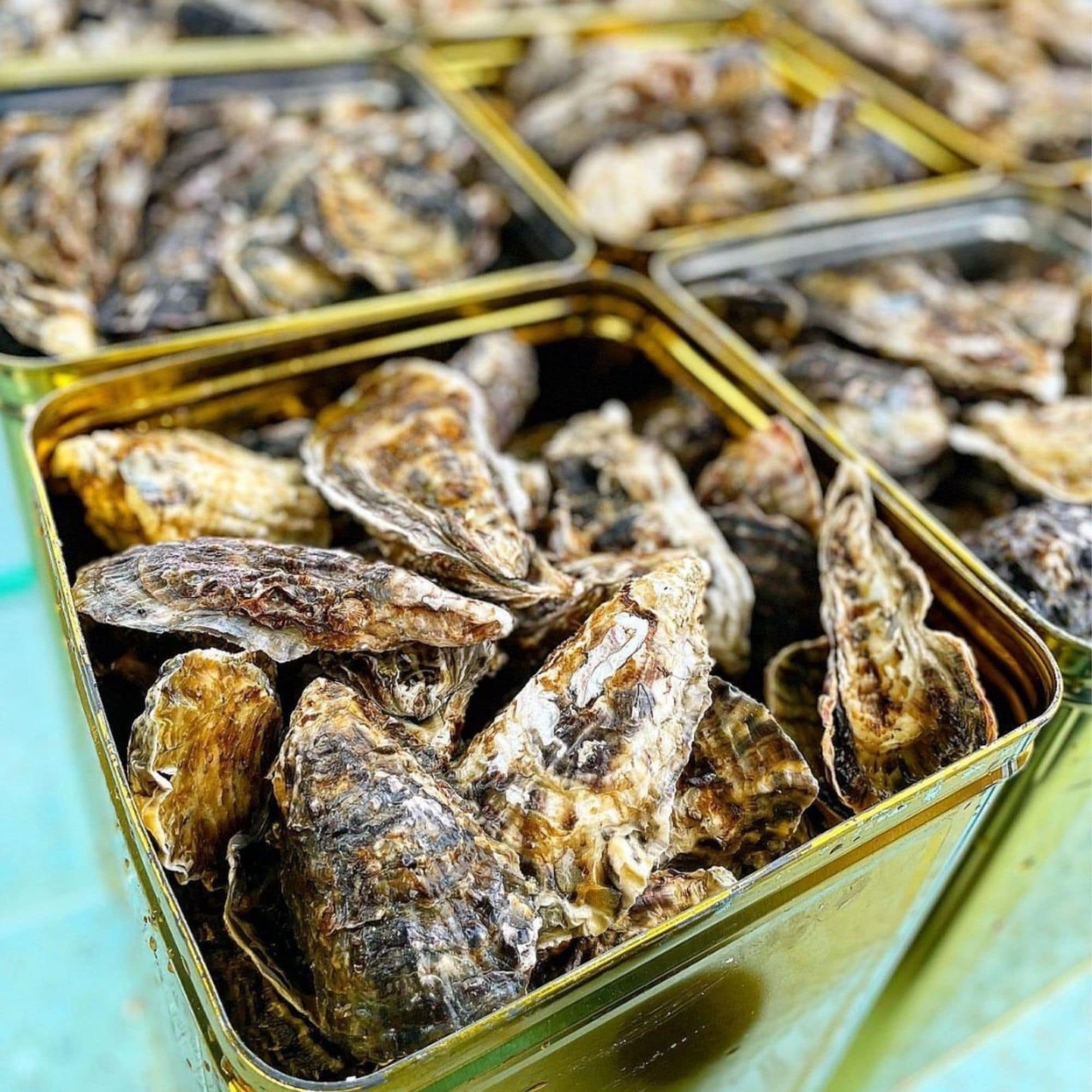 一斗缶牡蠣売ります 殻付き牡蠣 一斗缶【送料無料】｜能登スタイルストア