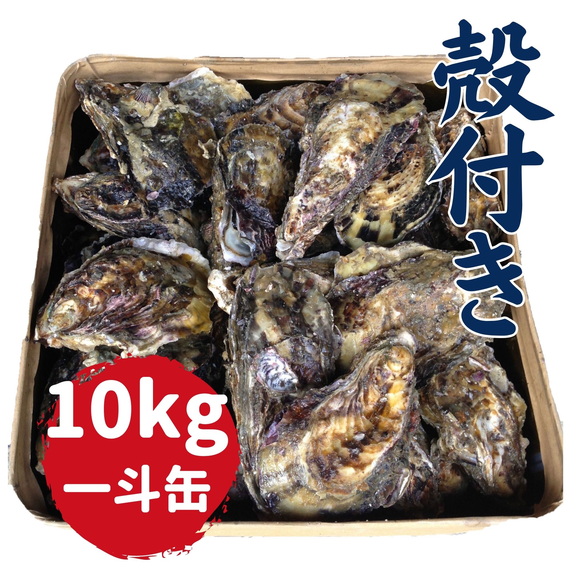 一斗缶牡蠣売ります 杭打ち式牡蠣ー殻付き【一斗缶(50個以上)】 | BASE 新名水産 広島の牡蠣