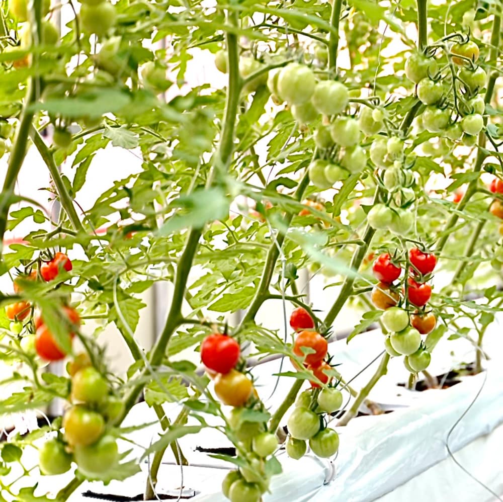 HOLY TOMATO 500g