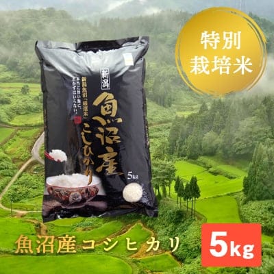 【残留農薬ゼロ】精米 ５kg（成人の方約1ヶ月）/魚沼産コシヒカリ/棚田米