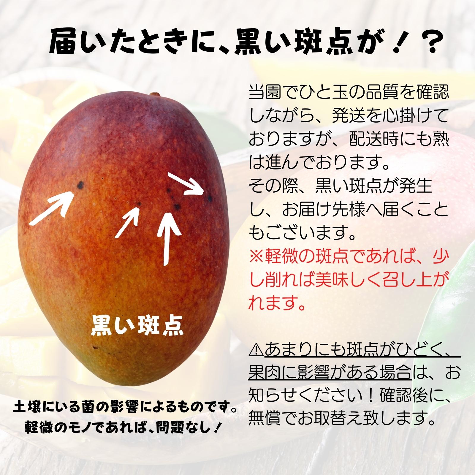 アップルマンゴー　お中元・贈答用 アップルマンゴー お中元・贈答用