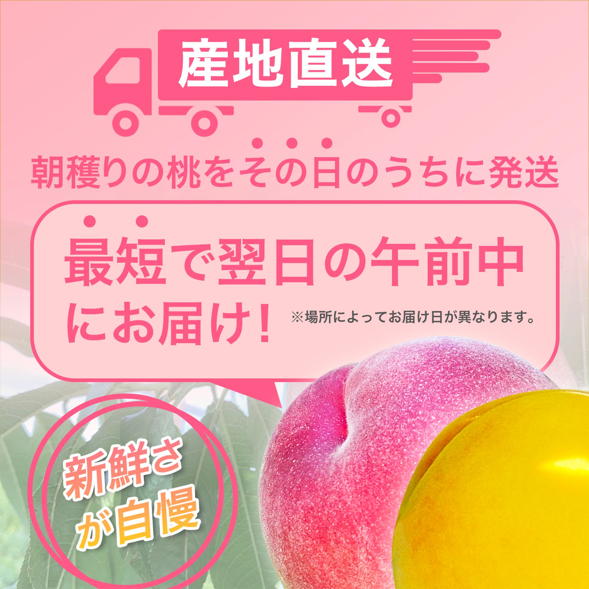 全8品種/限定品種入】朝採れ桃の旬リレーセット(産地直送)|予約販売