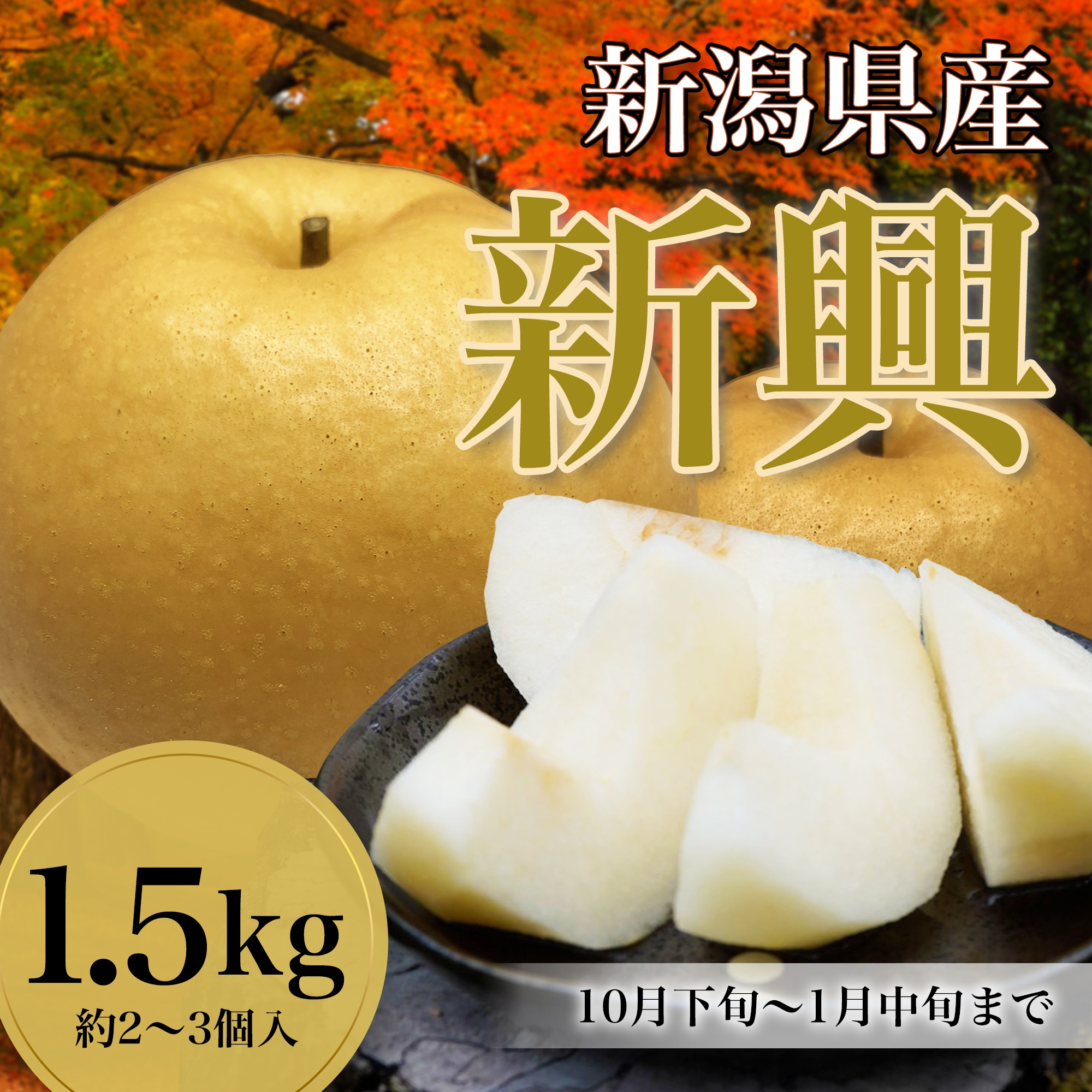 1.5kg/2~3個入】新潟県産 新興梨|冬まで楽しめる爽やかな甘さの大玉梨