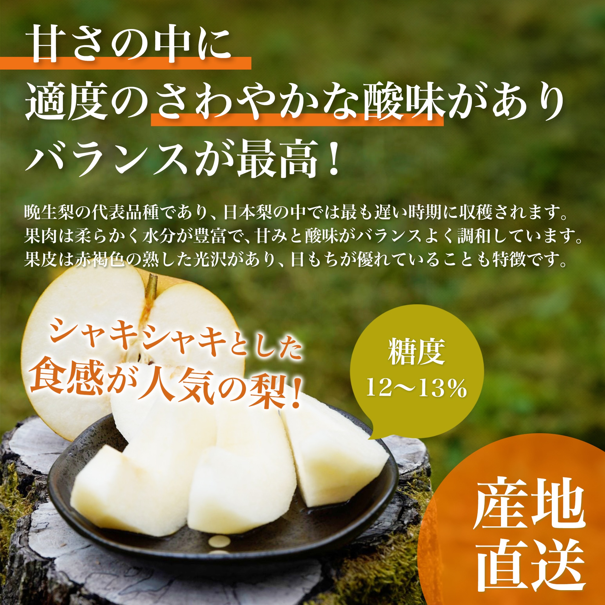 新興梨 お任せ 20kg MIX玉 新潟県産 3kg/5~6個入】新潟県産 新興梨|冬まで楽しめる爽やかな甘さの大玉梨