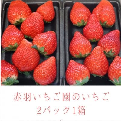 赤羽いちご園のいちご（スカイベリー）2パック入り1箱│栃木産