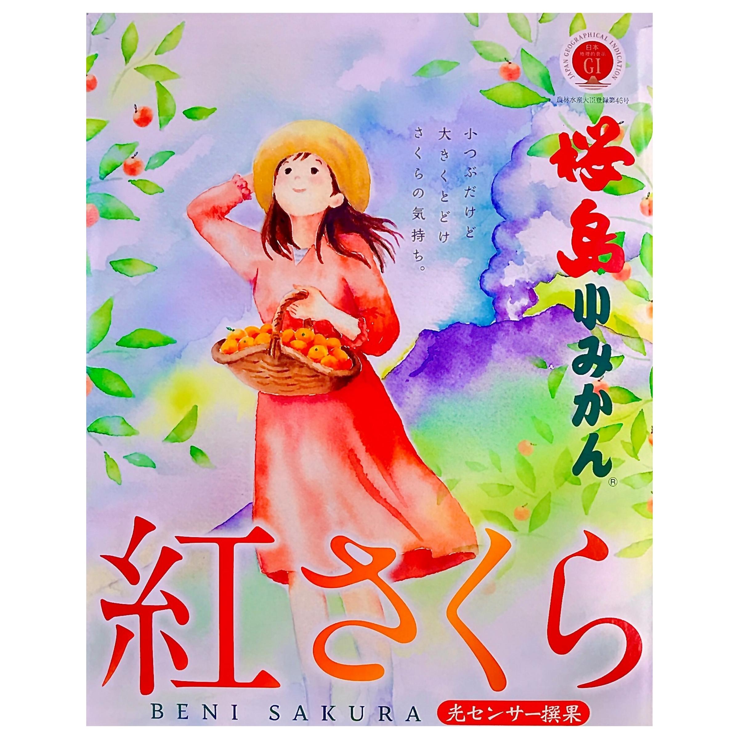 予約中!】桜島小みかん・紅さくら|2kg|商品12月上旬から中旬 予約中!】桜島小みかん・紅さくら|2kg|商品12月上旬から中旬